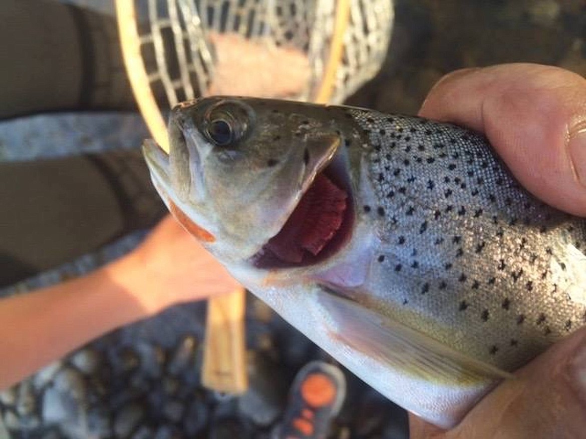 Selenium pollution is blamed for causing deformities in fish. Anglers on the Fording River in British Columbia have caught cutthroat trout without gill plates.