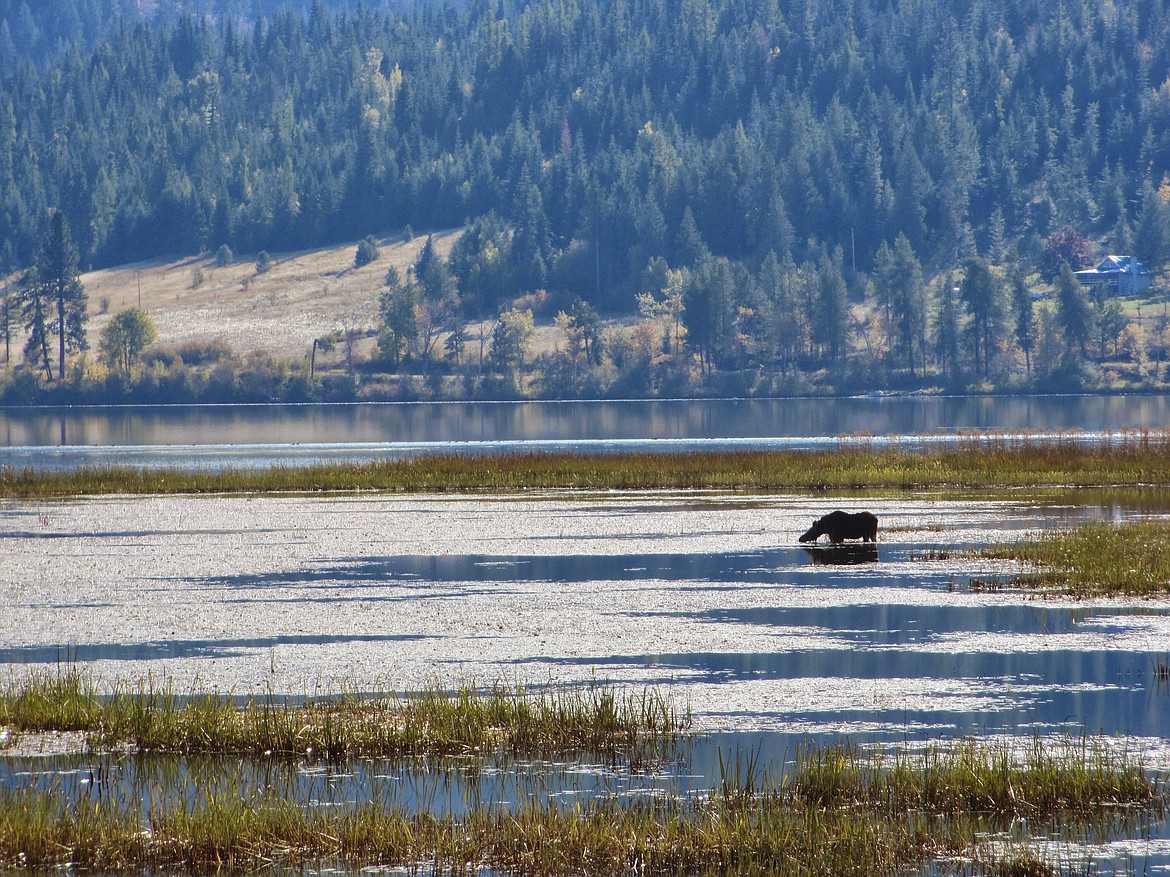 In this Oct. 14, 2013, file photo, a moose cools off in the Chain Lakes area along the Trail of the Coeur d'Alenes in Idaho. Hunting license sales in Idaho are up as more residents seek a way to safely get out of the house without contracting COVID-19. Wildlife officials say that has led to inexperienced hunters misidentifying and killing moose and a grizzly bear, and that in northern Idaho blatant poaching has increased. “Hunting is that outdoor activity that follows all the COVID recommendations and gets people outside,” Idaho Department of Fish and Game Enforcement Chief Greg Wooten said Friday, Nov. 20, 2020.