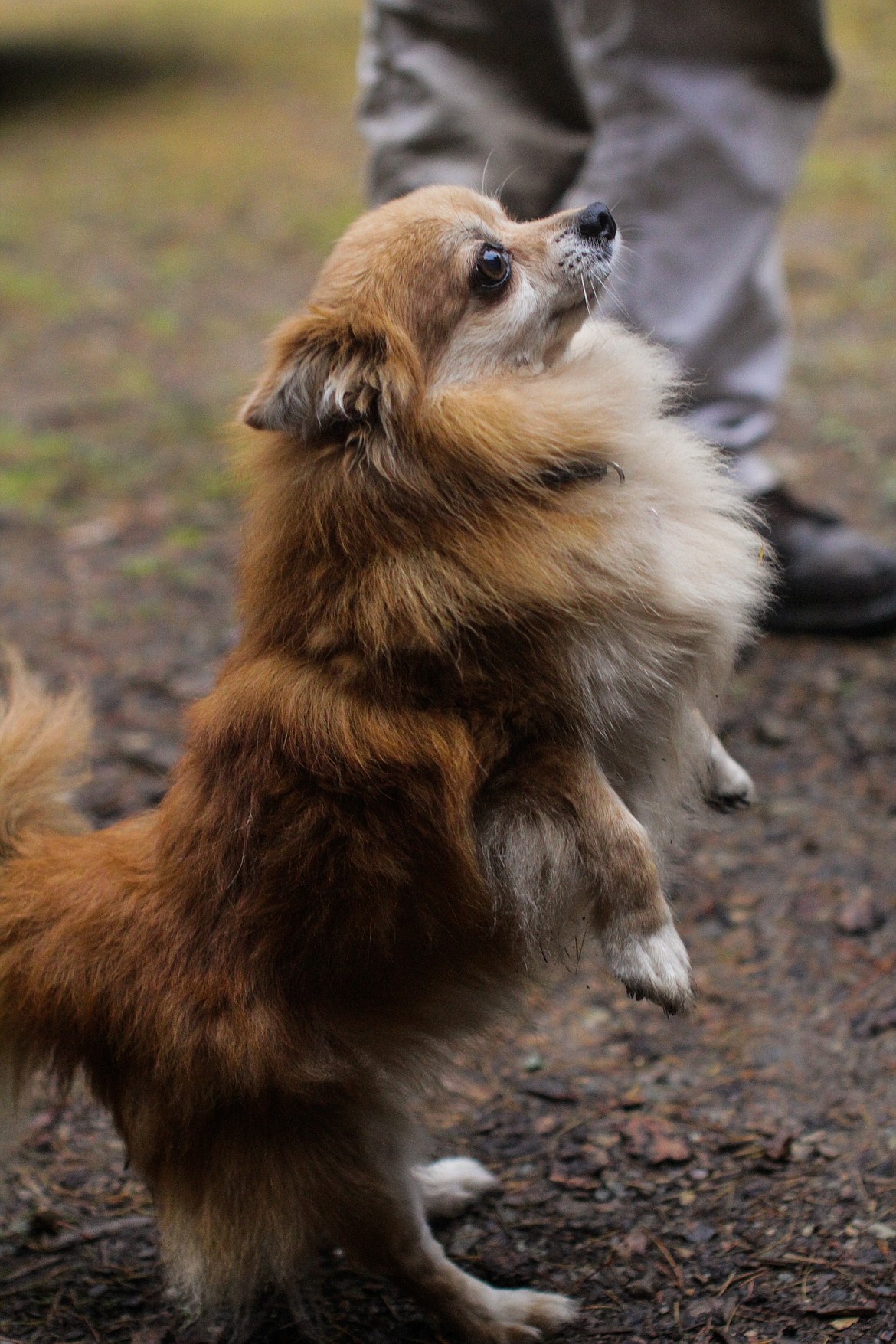 Chico the Pomeranian begs for a toy Tuesday afternoon in Clark Fork.