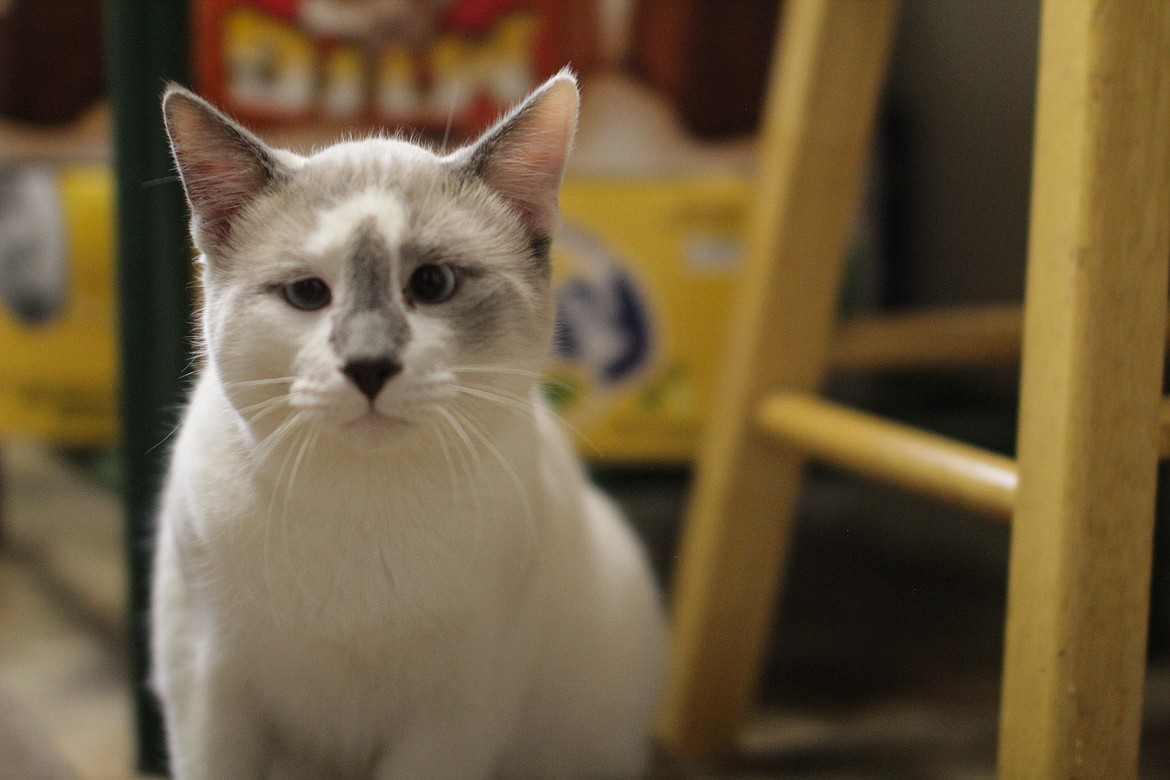 Mikey ventures into his owner's kitchen at a Tuesday afternoon stop in Clark Fork.