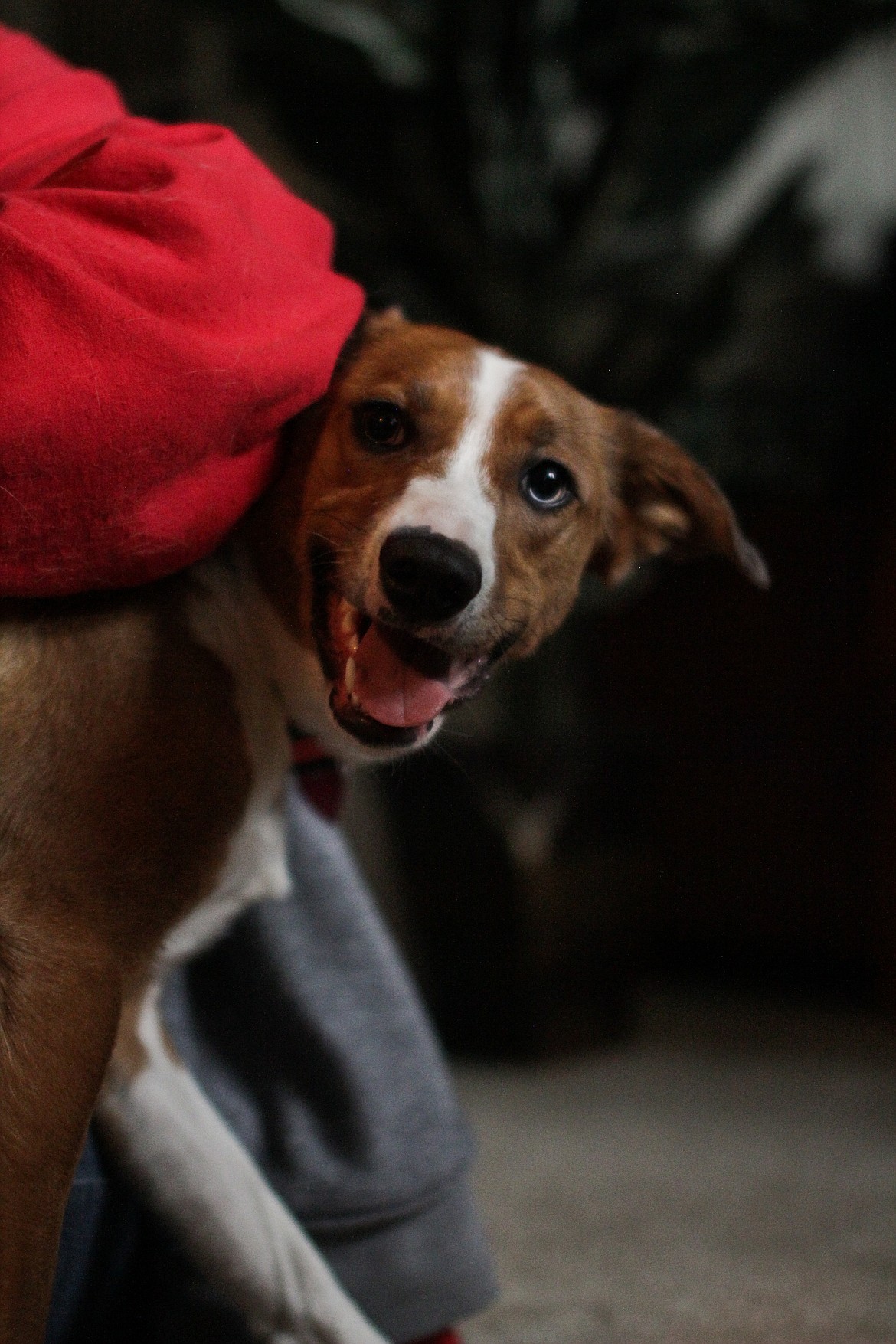 Cricket the dog pops her head out from under Kendra Dodge's arm while getting her nails clipped Tuesday afternoon.