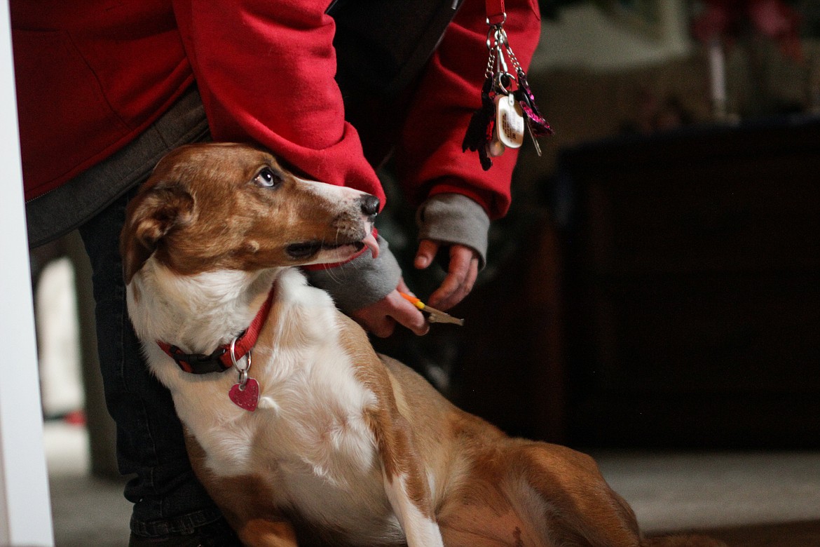 Cricket the dog licks at Kendra Dodge as she prepares to clip Crickets nails.