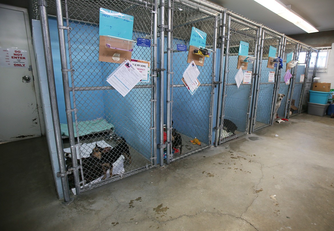 Kootenai Humane Society's 41-year-old shelter is showing signs of major wear and tear in the form of breaks in the floor and rusty holes in doors. The capital campaign to raise $6.5 million is about 72% fulfilled, but needs to hit 90% for construction to begin. A dog kennel section is seen here Oct. 29.
