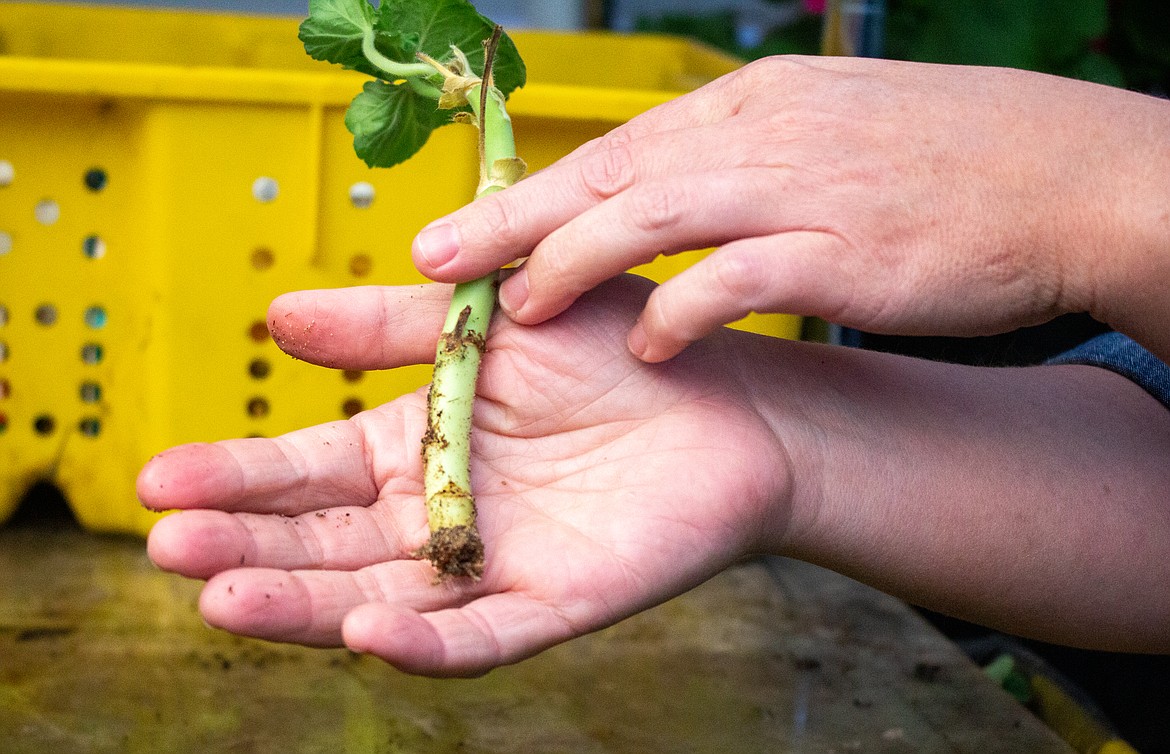 Holly Trinnaman of Moses Lake holds up one of the geraniums that has started to form new roots in her new greenhouse.