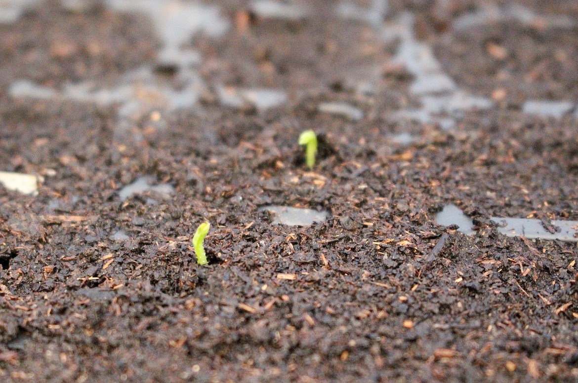 Sweet pea seedlings begin to rise out of the fertilizer in Holly Trinnaman's greenhouse in Moses Lake.