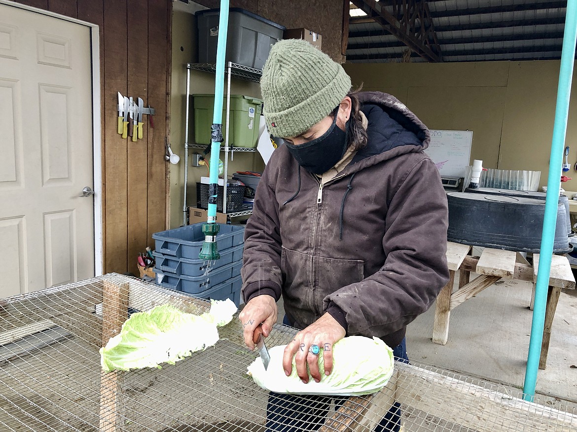 Dusty Bolyard of Cloudview Farm in Ephrata cleans and prepares a head of Napa cabbage.