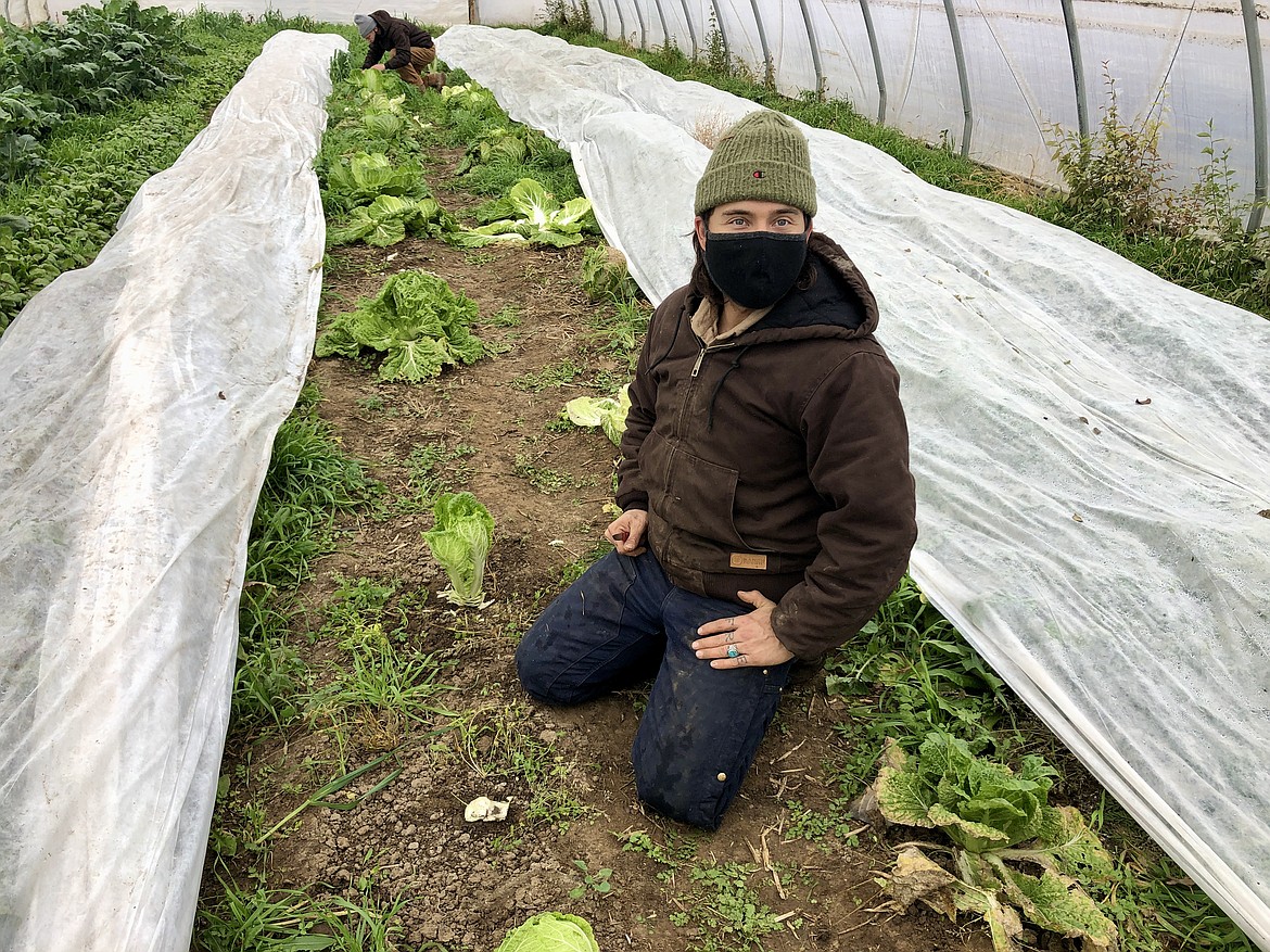 Dusty Bolyard kneels next to the remains of a head of Napa cabbage he just harvested. "I'm here for the food," said Bolyard, a Grant County native whose family settled in Coulee City in 1886.