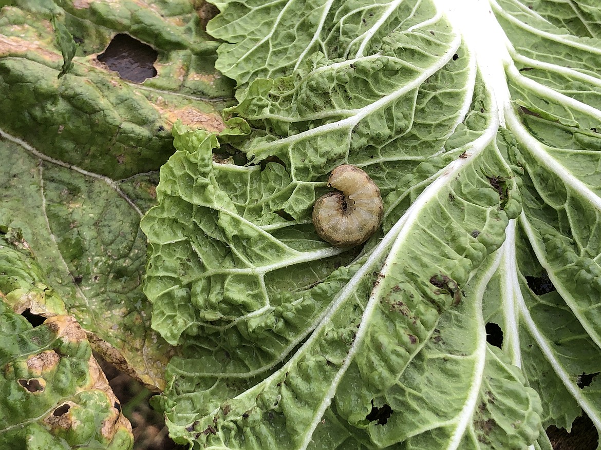 A cabbage moth caterpillar on a leaf of Napa cabbage at Cloudview Farm in Ephrata. "We planted cabbages around August," said Dusty Bolyard, who harvested the cabbage. "Normally, the cold will kill them off, but it wasn’t cold enough."