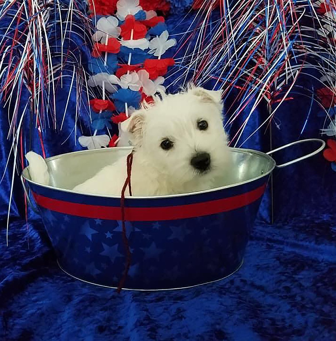 Sue Avery captured this Best Shot of a four-legged family member and shared it in response to a Daily Bee Facebook post this summer asking readers to share their favorite recent photo. If you have a photo that you took that you would like to see run as a Best Shot or I Took The Bee send it in to the Bonner County Daily Bee, P.O. Box 159, Sandpoint, Idaho, 83864; or drop them off at 310 Church St., Sandpoint. You may also email your pictures in to the Bonner County Daily Bee along with your name, caption information, hometown and phone number to bcdailybee@bonnercountydailybee.com.