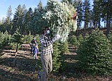 A tree-mendous holiday season