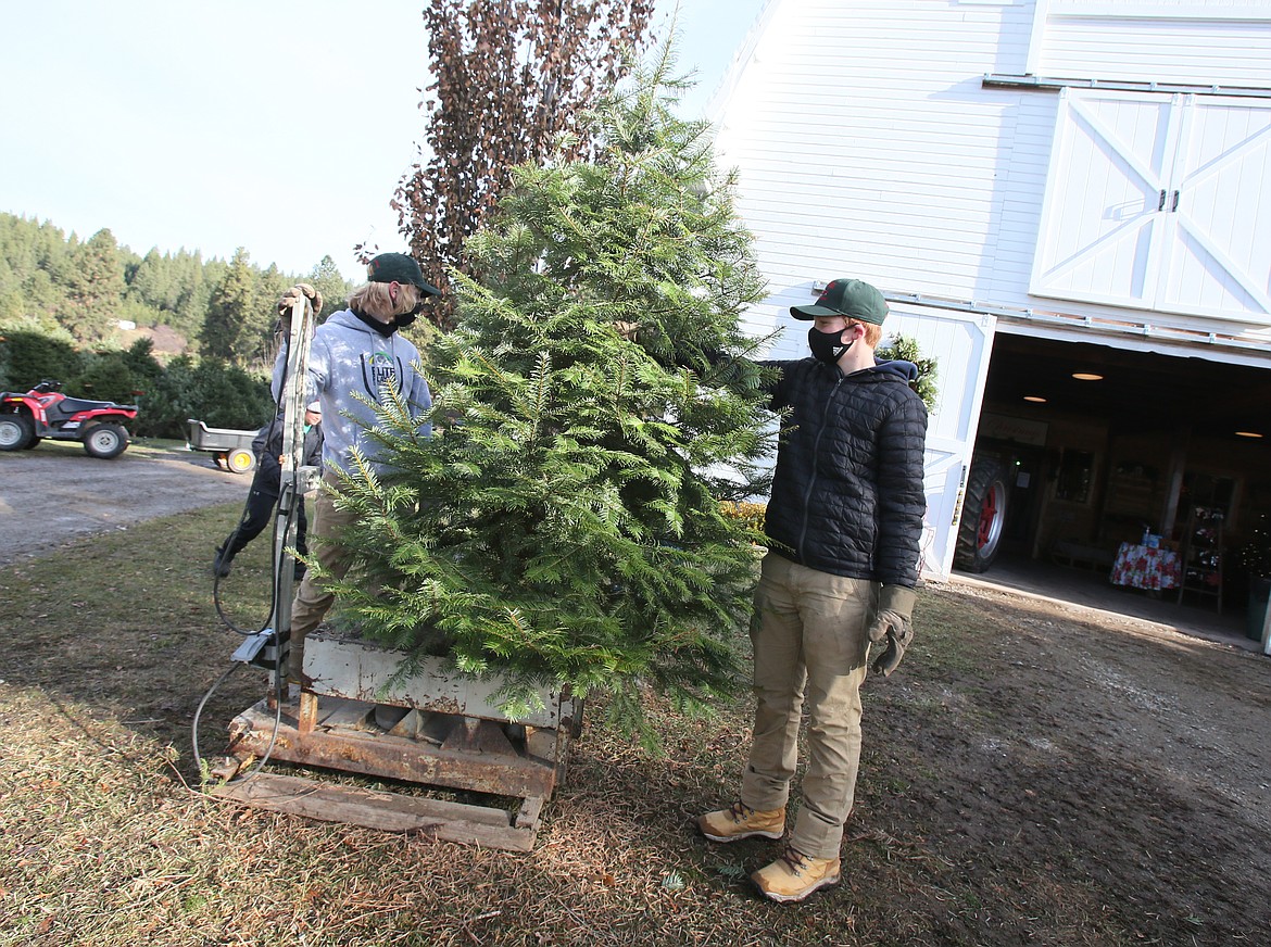 Brothers Cooper, left, and Lukas Loney shake needles off a tree using a special tree-shaker Friday at Cable Creek Farms.