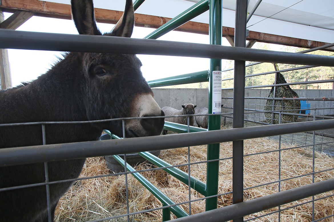 This is Tulip, one of many furry and feathered friends to meet at Cable Creek Farm.