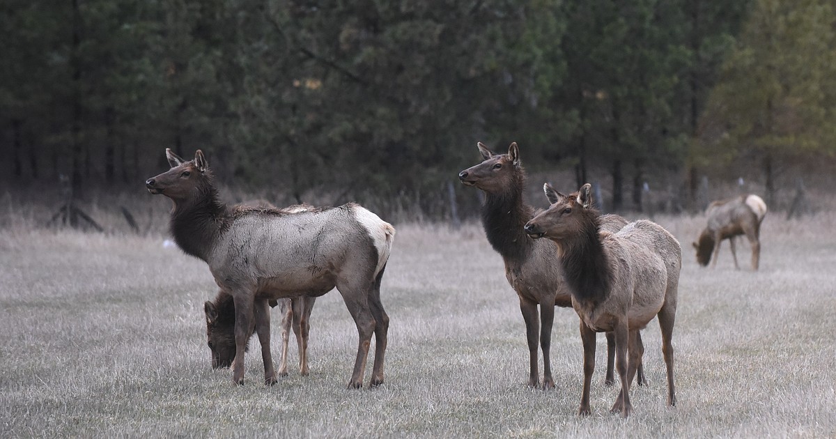 Season Extended For Elk B License Holders | Valley Press/Mineral ...