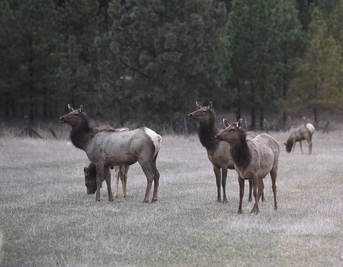 Season Extended For Elk B License Holders | Valley Press/Mineral ...