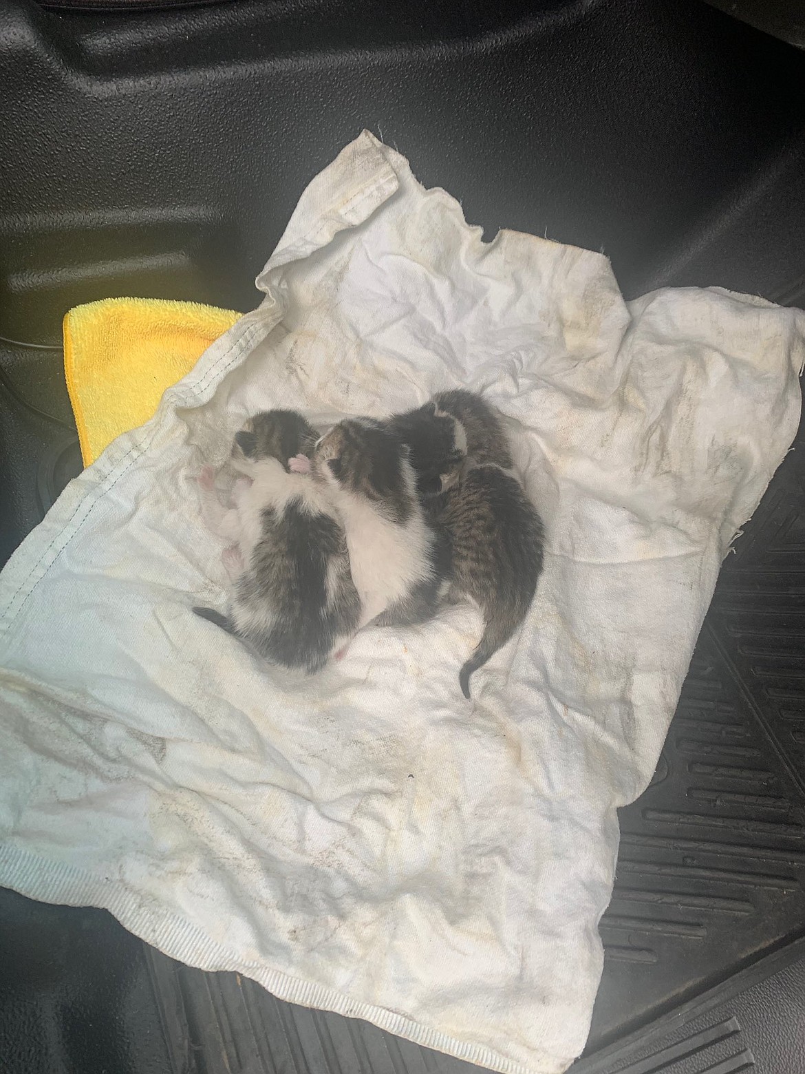 The four kittens located in the abandoned boat were roughly a week old, still had their eyes closed and require bottle-feeding.