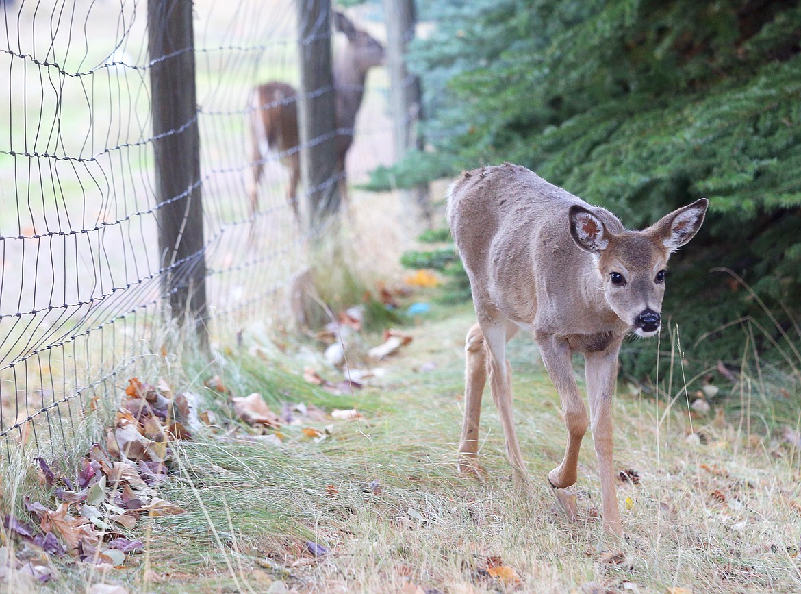 Dalton tonight on deer hunting Coeur d'Alene Press