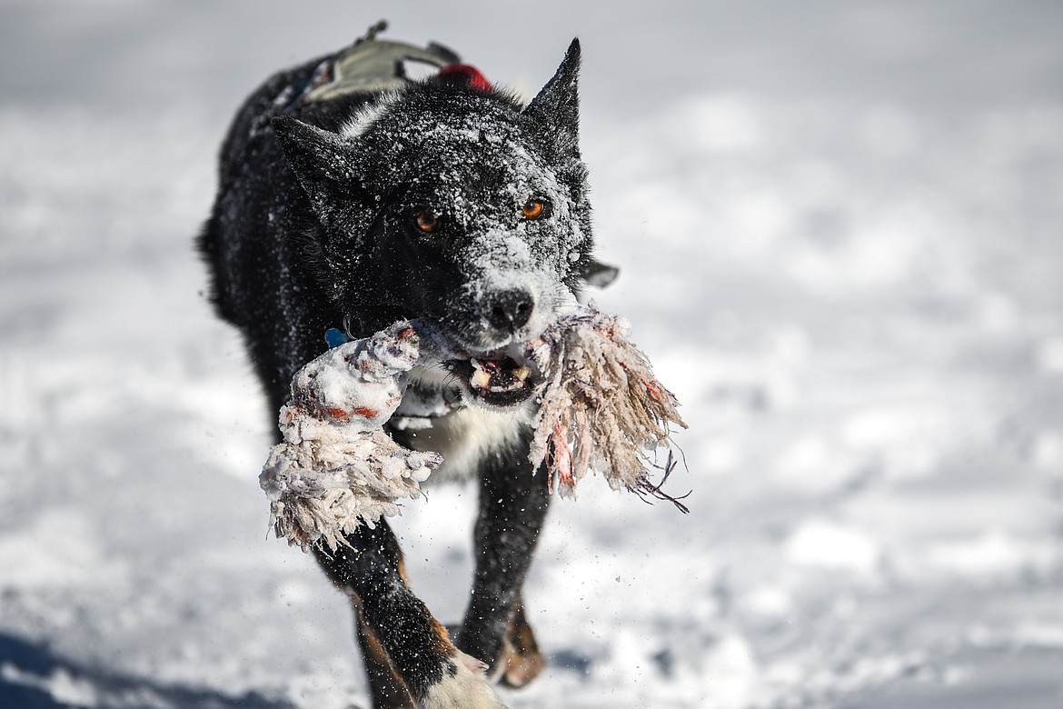 Jett, an avalanche rescue dog with Whitefish Mountain Resort ski patrol, retrieves a toy outside the resort on Wednesday, Dec. 3. Jett was diagnosed with B-cell lymphoma after his owner and Whitefish Mountain Resort snow safety coordinator Lloyd Morsett found a lump on Jett’s neck.(Casey Kreider/Daily Inter Lake)