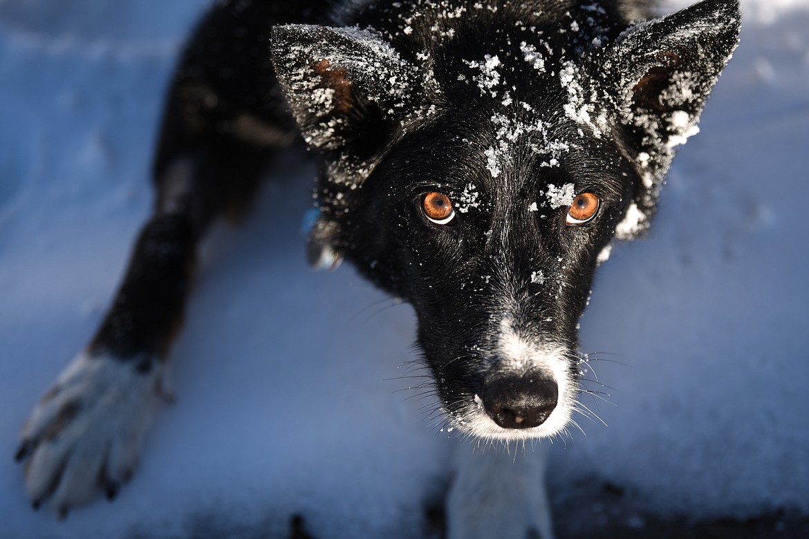 Jett, an avalanche rescue dog with Whitefish Mountain Resort ski patrol, waits for someone to toss his toy outside the resort on Wednesday, Dec. 3. Jett was diagnosed with B-cell lymphoma after his owner and Whitefish Mountain Resort snow safety coordinator Lloyd Morsett found a lump on Jett’s neck.(Casey Kreider/Daily Inter Lake)