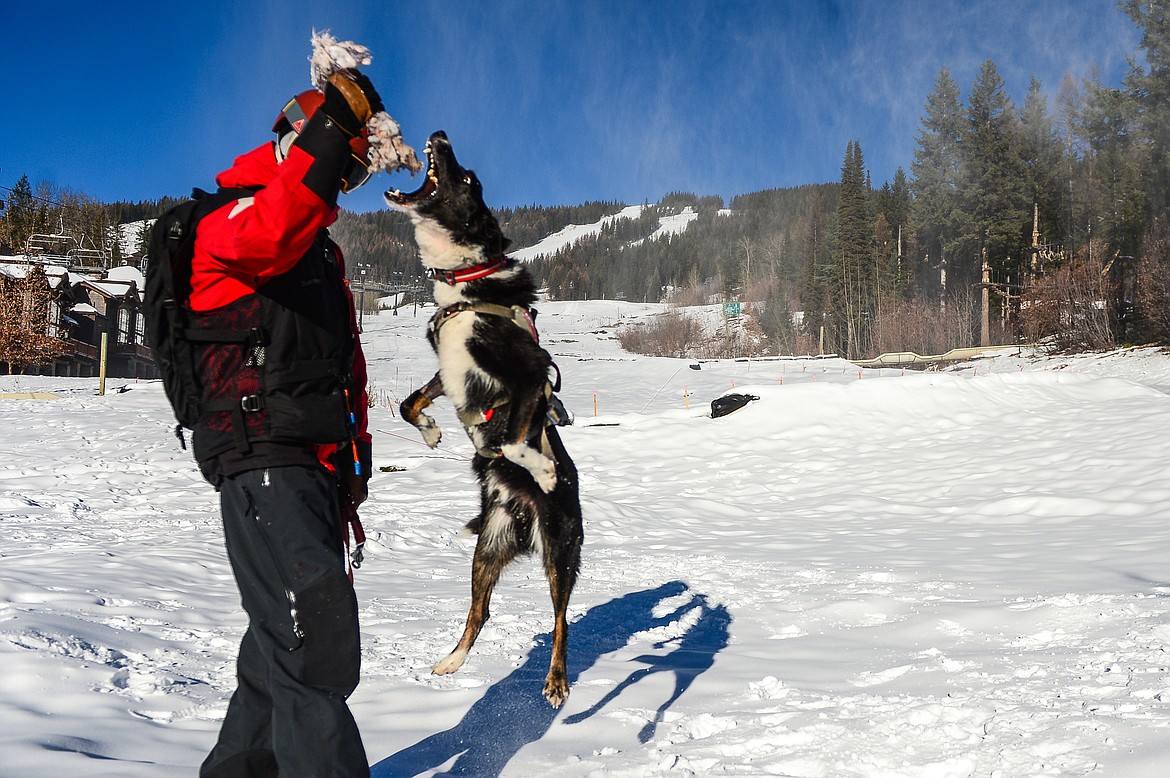 Jett leaps for a toy held by Lloyd Morsett, snow safety coordinator for the Whitefish Mountain Resort ski patrol, on Wednesday, Dec. 2. Jett, a 7-year old smooth-coat border collie, was diagnosed with B-cell lymphoma after Morsett found a lump on Jett’s neck.(Casey Kreider/Daily Inter Lake)