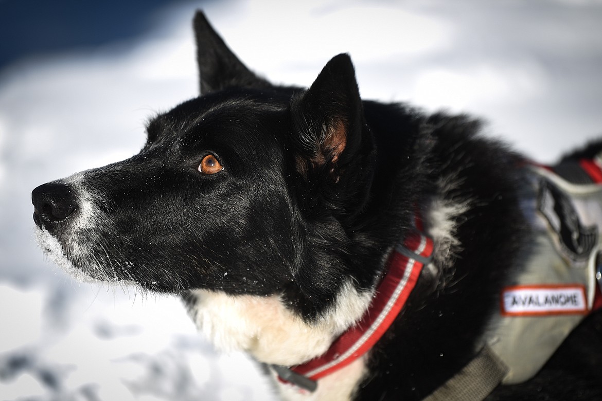 Jett, an avalanche rescue dog with Whitefish Mountain Resort ski patrol, waits for someone to toss his toy outside the resort on Wednesday, Dec. 3. Jett was diagnosed with B-cell lymphoma after his owner and Whitefish Mountain Resort snow safety coordinator Lloyd Morsett found a lump on Jett’s neck.(Casey Kreider/Daily Inter Lake)
