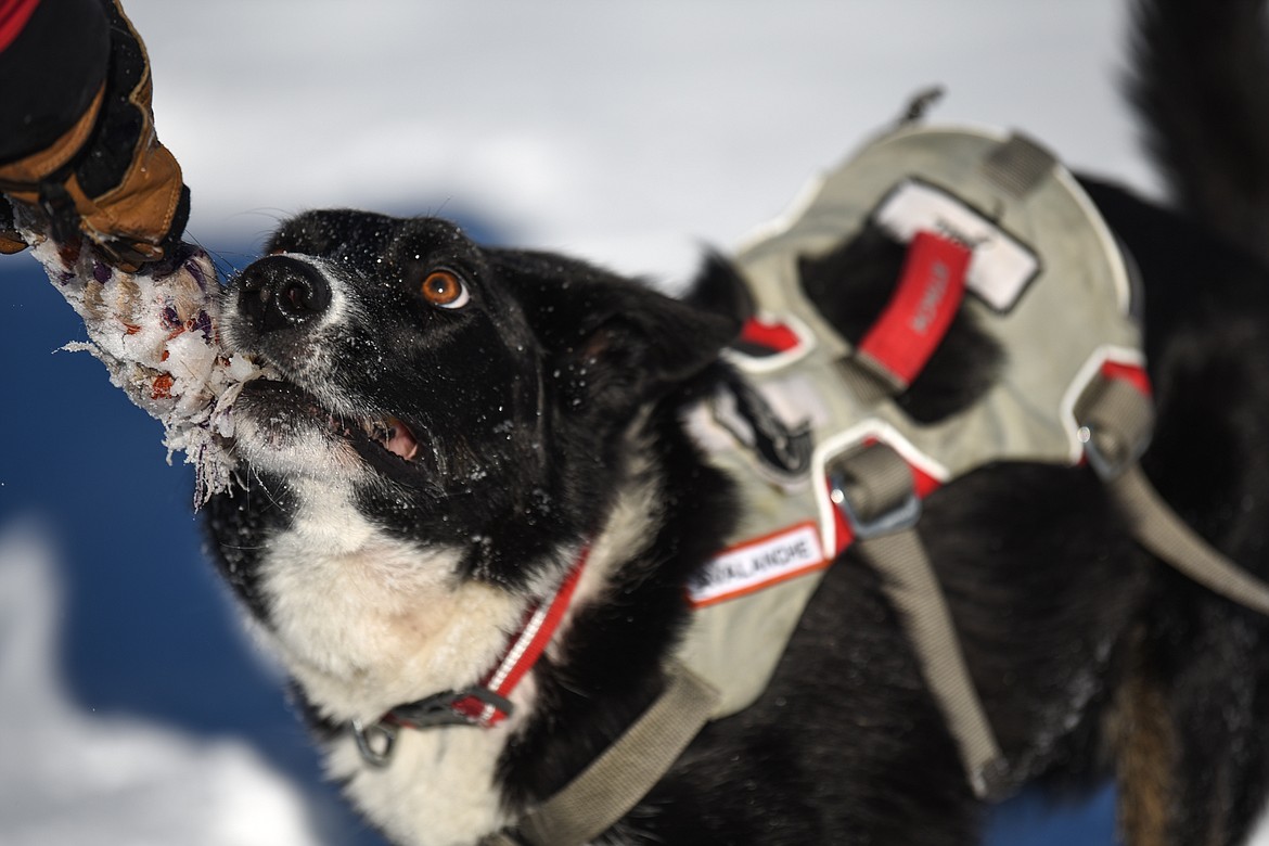 Jett, an avalanche rescue dog with Whitefish Mountain Resort ski patrol, tugs on a toy held by Lloyd Morsett, his owner and snow safety coordinator on the mountain, outside the resort on Wednesday, Dec. 3. Jett was diagnosed with B-cell lymphoma after  Morsett found a lump on Jett’s neck. (Casey Kreider/Daily Inter Lake)