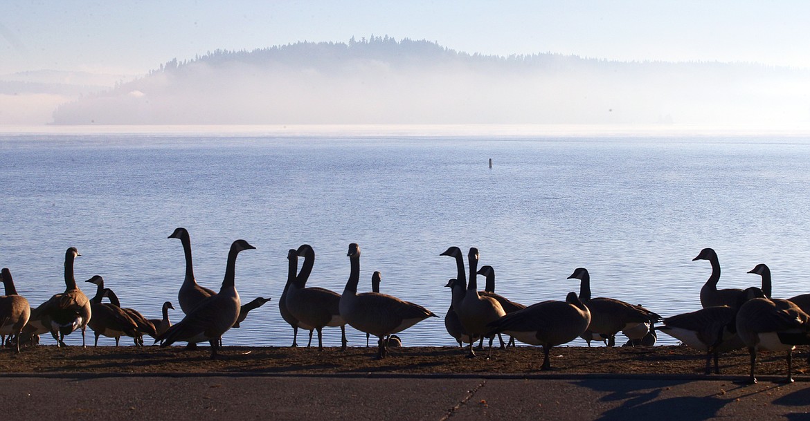 Canada geese gather near Independence Point as mist settles on Lake Coeur Alene Thursday afternoon.