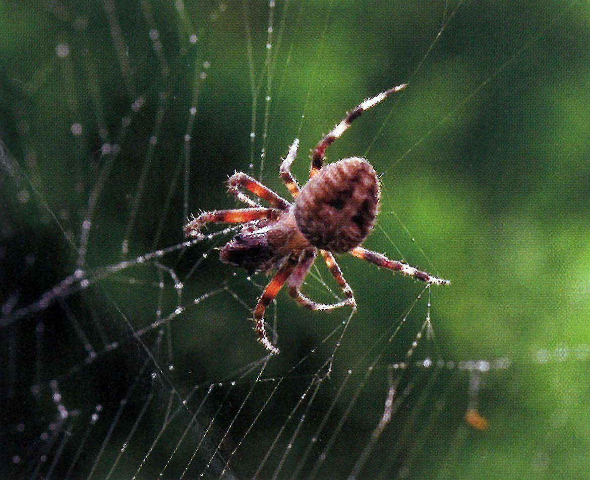 Argiope spiders weave their zig-zag-centered webs in gardens and under eaves