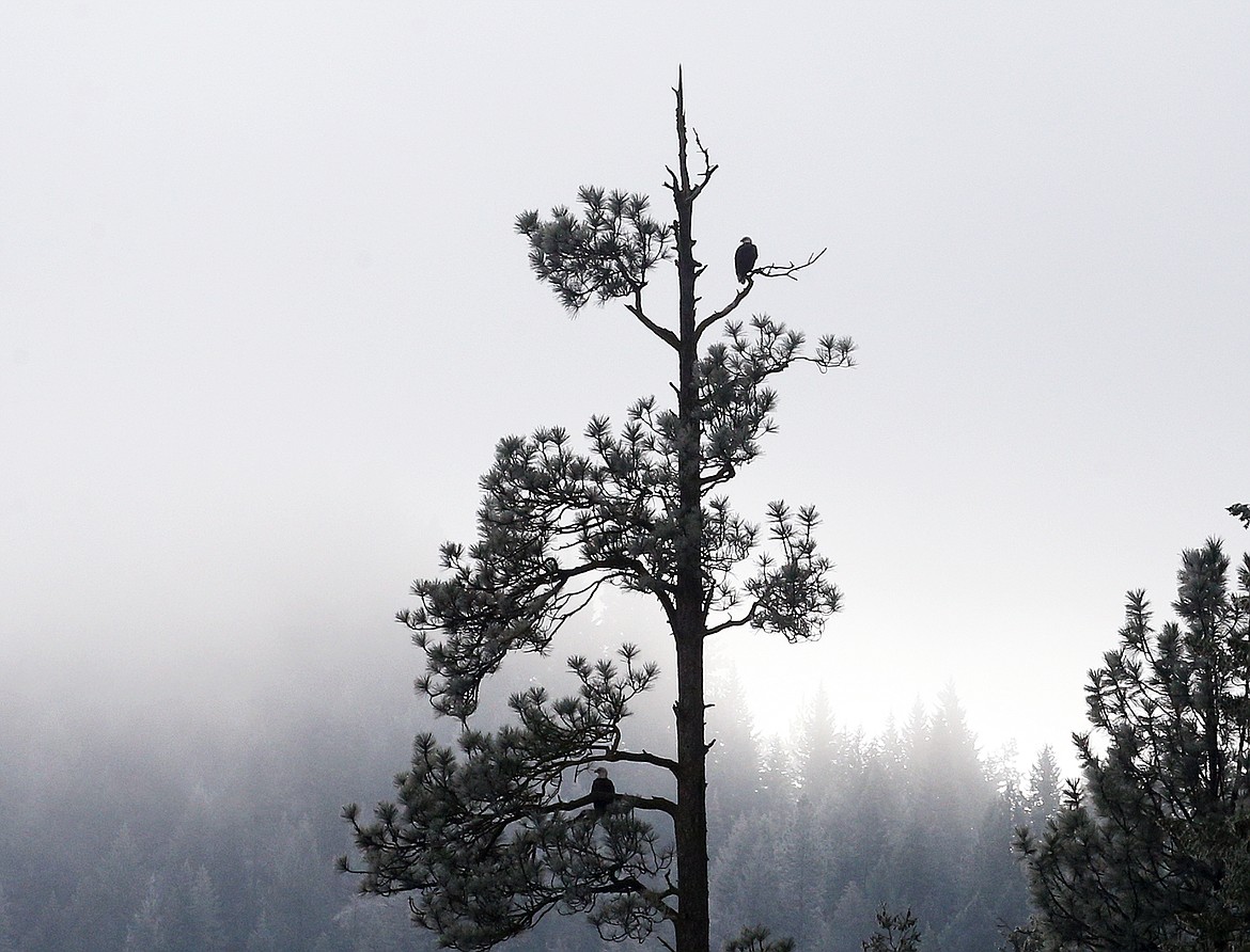 A lone bald eagle is perched on a branch at Beauty Bay on a misty Saturday, as seen from a Lake Coeur d'Alene Cruises boat.