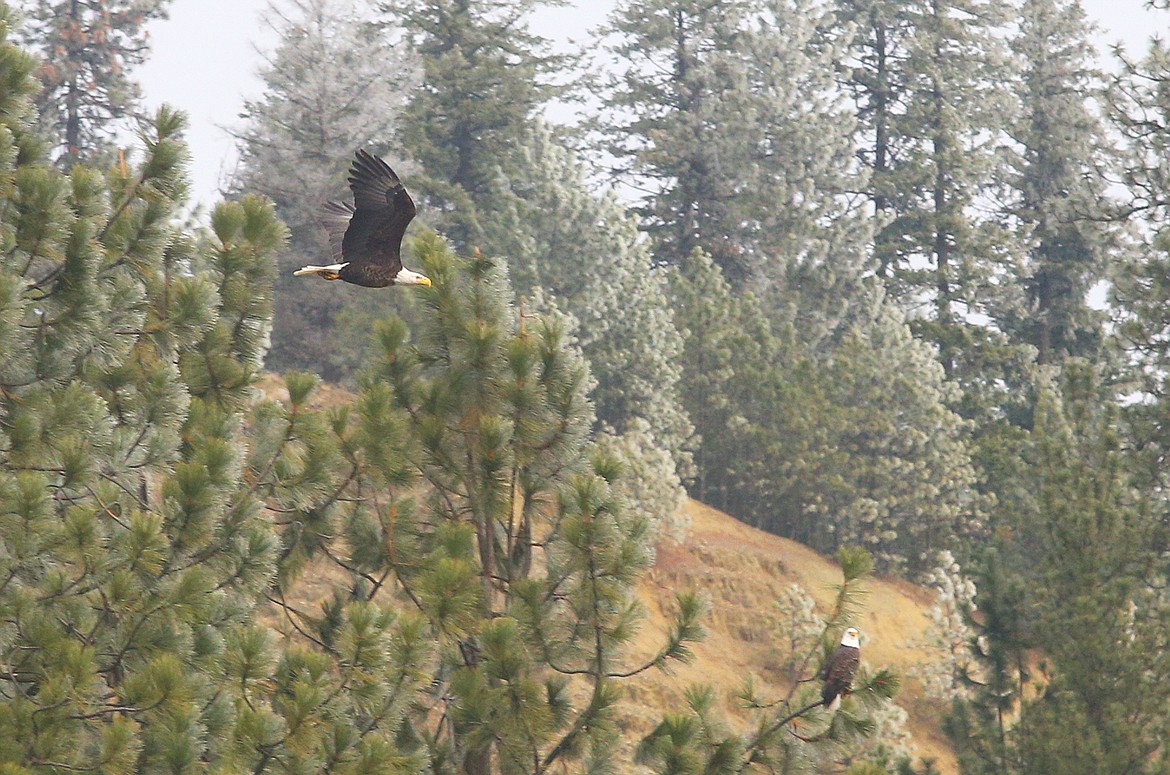 A bald eagle flies while another sits on a tree branch at Wolf Lodge Bay on Lake Coeur d'Alene on Saturday.