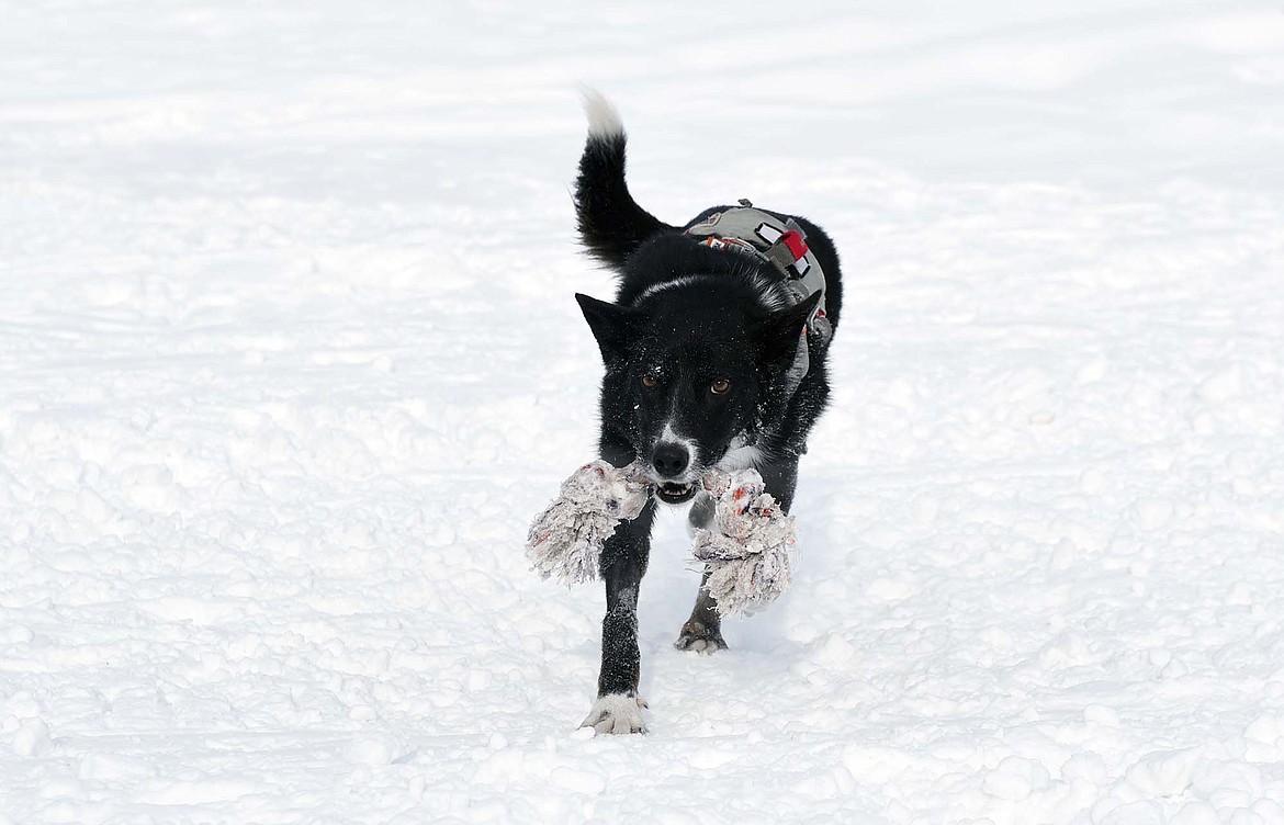 Jett, a 7-year-old smooth coat border collie who is an avalanche search and rescue dog at Whitefish Mountain Resort, runs back after retrieving his rope toy. (Heidi Desch/Whitefish Pilot)