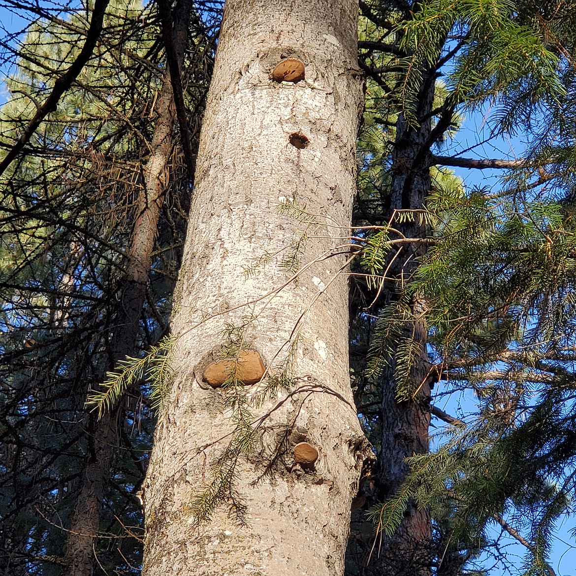 Named because of their shape, shelf or bracket fungi are also called conks. Here, conks are growing on a White Alder tree.