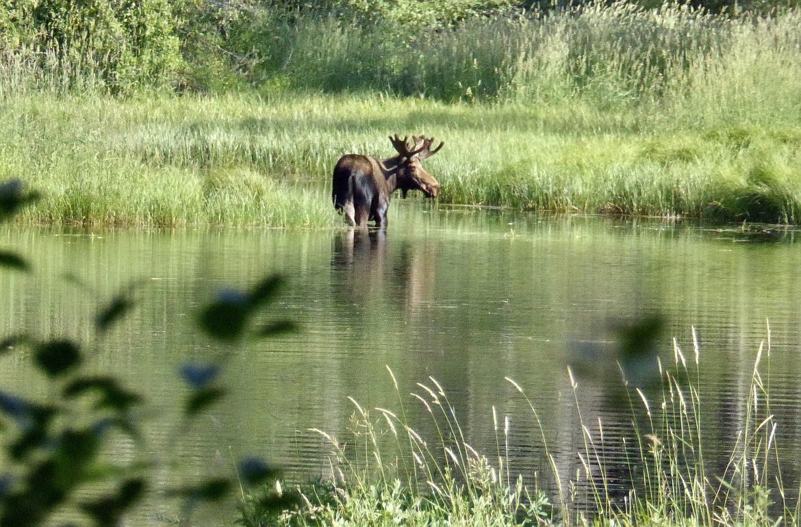 Roger Phillips/Idaho Fish and Game
A moose meanders near McCall.