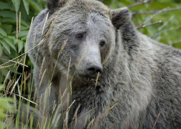 Cattle-killing Griz euthanized in Upper Blackfoot Valley