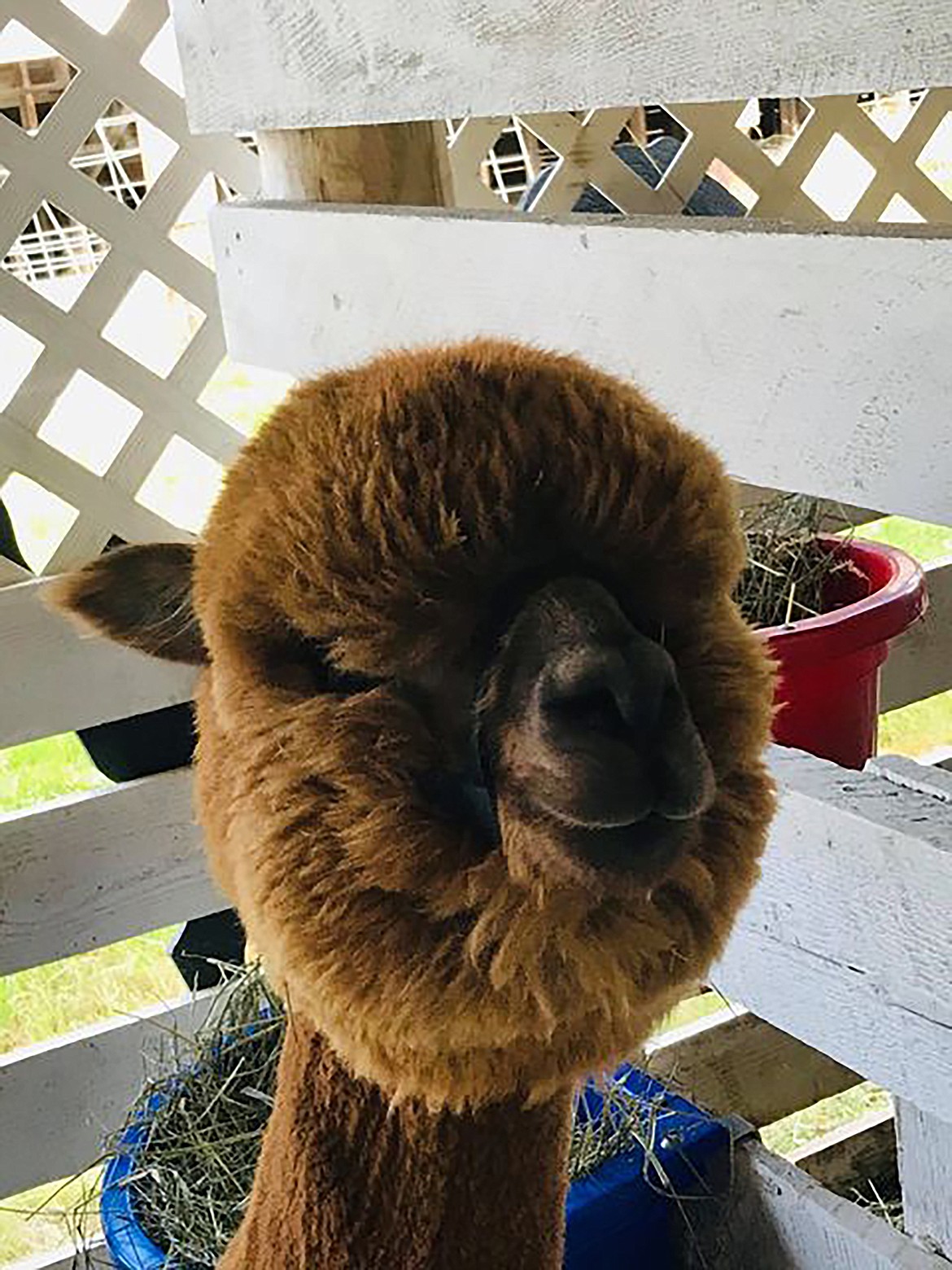 Alyssa Portrey captured this Best Shot this summer during the Bonner County Fair. If you have a photo that you took that you would like to see run as a Best Shot or I Took The Bee send it in to the Bonner County Daily Bee, P.O. Box 159, Sandpoint, Idaho, 83864; or drop them off at 310 Church St., Sandpoint. You may also email your pictures in to the Bonner County Daily Bee along with your name, caption information, hometown and phone number to bcdailybee@bonnercountydailybee.com.\\\