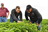 WSU creates endowed chair in soil health to support potato agriculture
