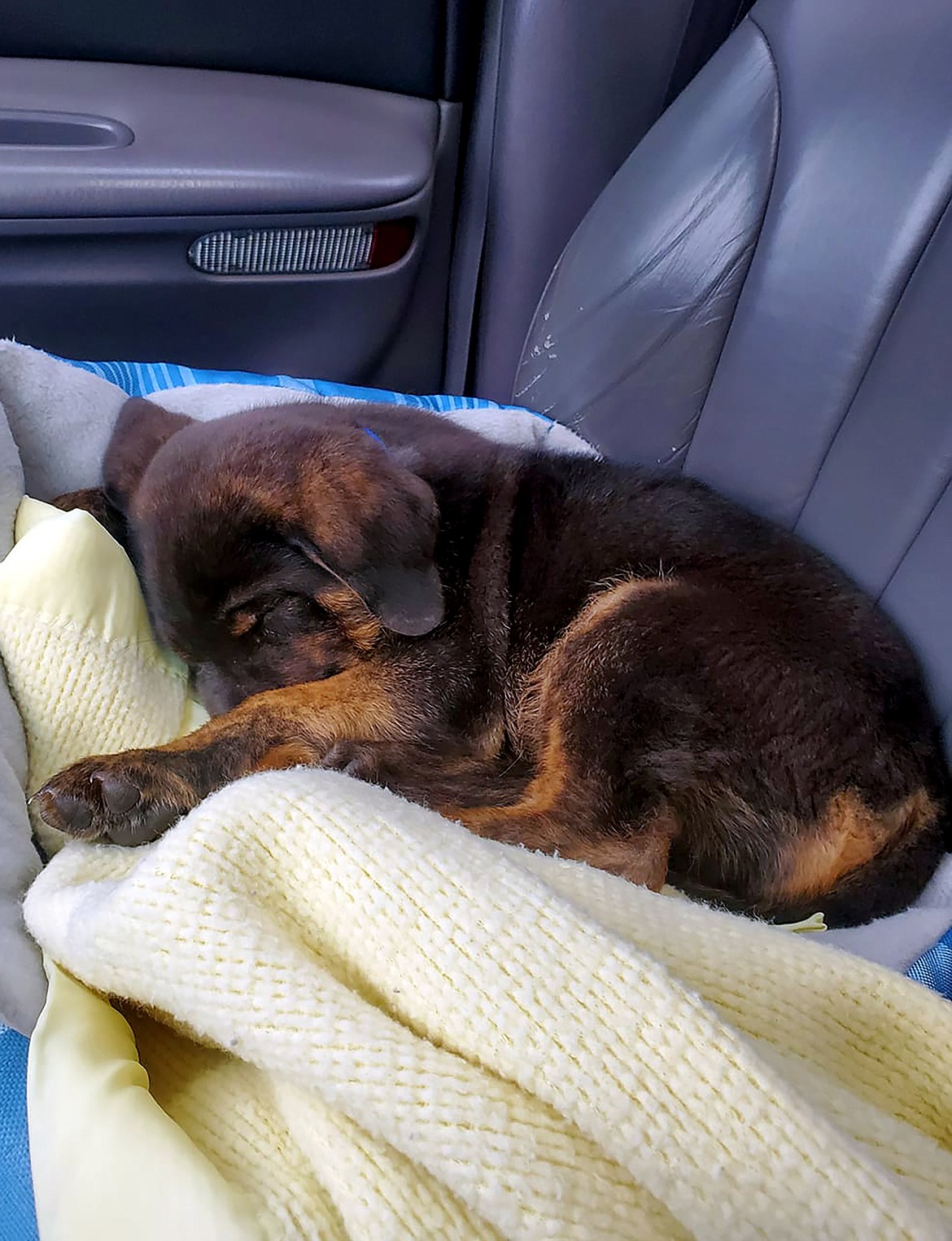 Libby Sommerfeld captured this Best Shot of a four-legged family member enjoying a nap and a ride. If you have a photo that you took that you would like to see run as a Best Shot or I Took The Bee send it in to the Bonner County Daily Bee, P.O. Box 159, Sandpoint, Idaho, 83864; or drop them off at 310 Church St., Sandpoint. You may also email your pictures in to the Bonner County Daily Bee along with your name, caption information, hometown and phone number to bcdailybee@bonnercountydailybee.com.