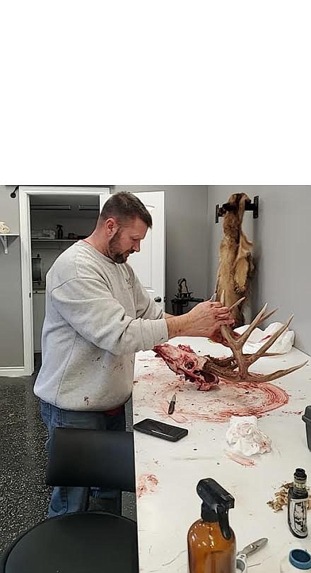 Brian Reynolds starts the cleaning process on Brandon Arborgast's 5x5 whitetail buck in his home work shop at Immaculate Taxidermy in St. Regis. (Photo courtesy of Trista Stanley)