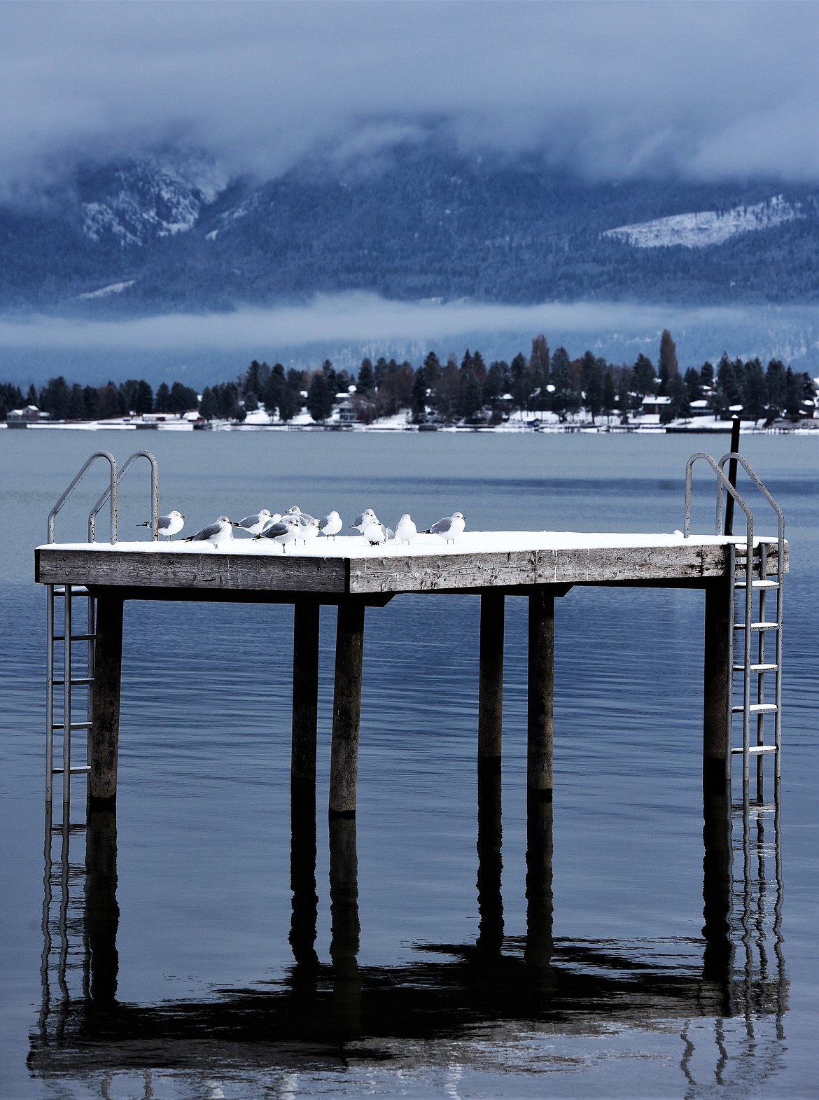 A group of gulls hangs out on a platform near Salish Point on Monday morning. (Scot Heisel/Lake County Leader)