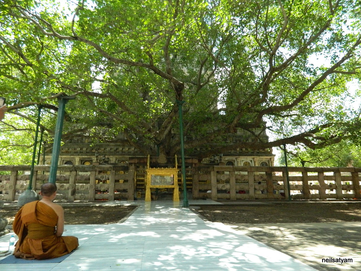 This sacred Bodhi Tree (sacred fig) in Bodh Gaya in eastern India is possibly a descendant of the original tree — long gone — where Buddha sat and meditated for 49 days in the 6th century B.C., and then began his lifelong travels preaching his new philosophy/religion.