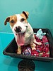 Pets available for adoption in Othello this Christmas
