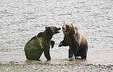 Montanans split on hunting grizzlies; But most folks willing to live with bears, FWP survey found