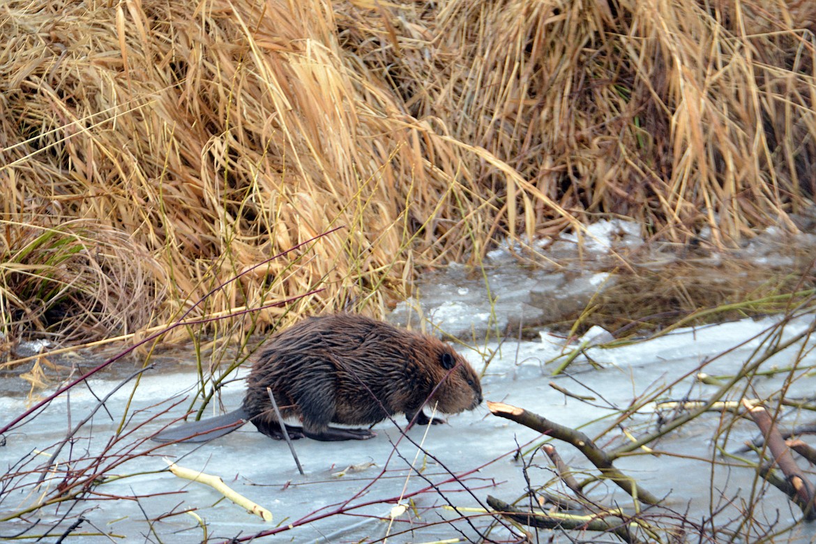 Beavers are significantly larger than muskrats and have wide, flat, paddle-shaped tails