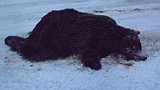 Yaak Valley Forest Council offers reward after bear slaying