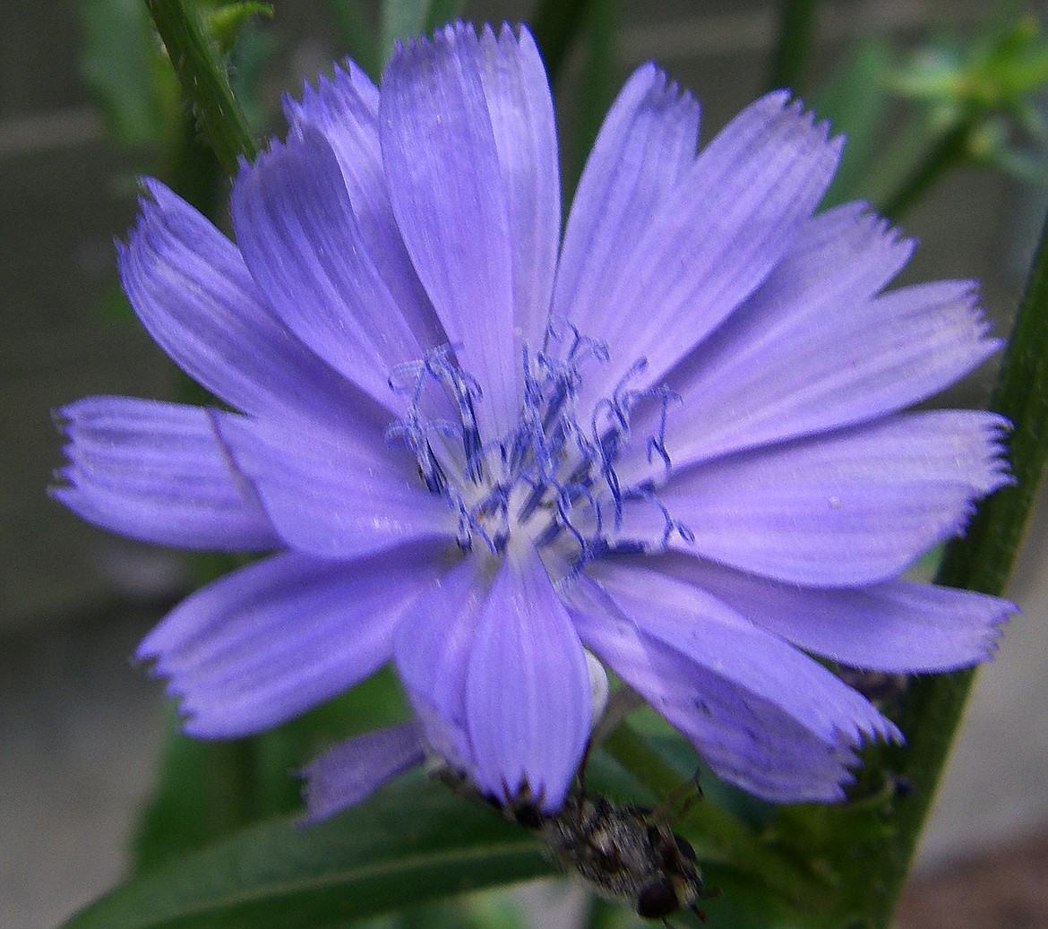 Chicory blossoms warn gardeners to check for squash vice borers.