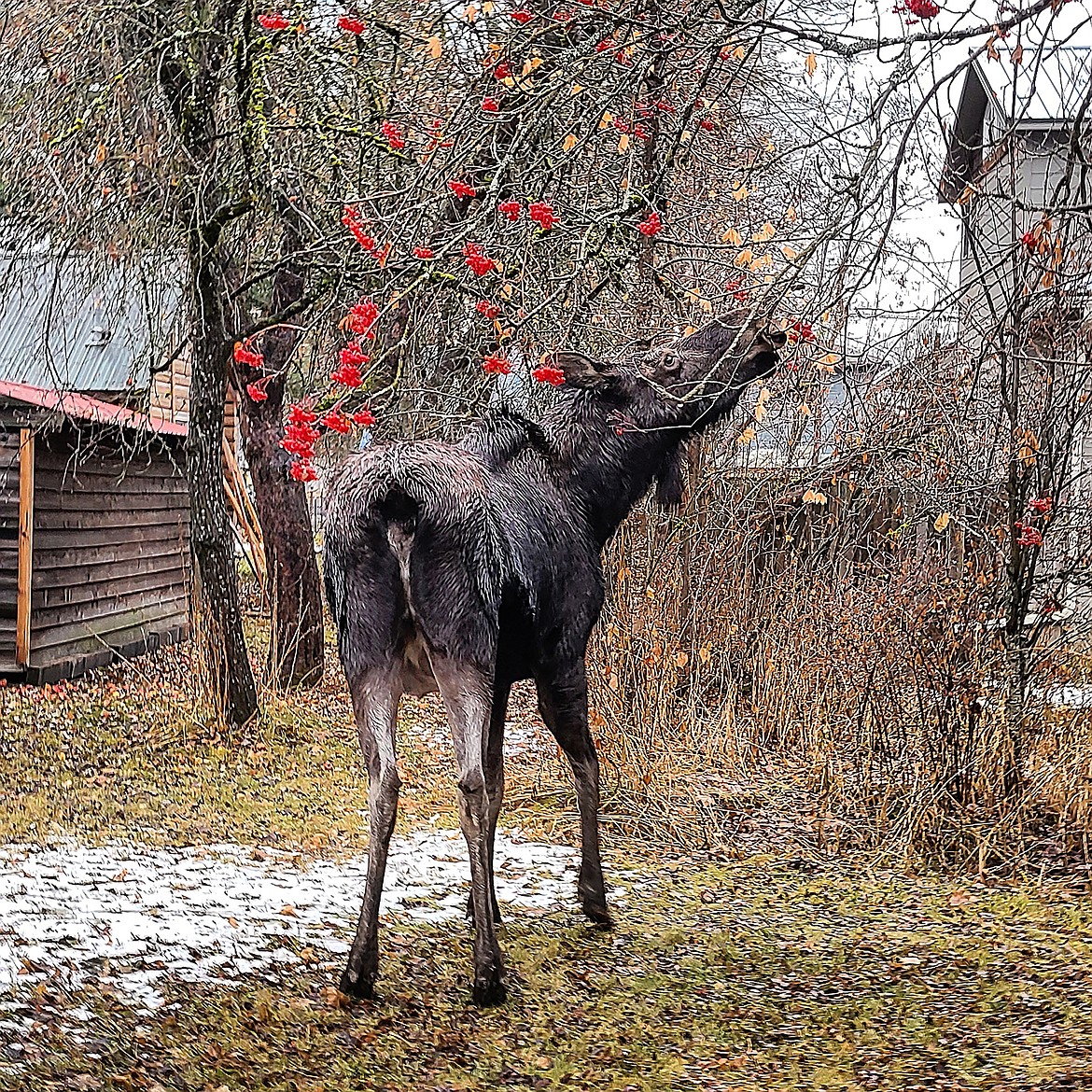 Alexus Hiat captured this Best Shot on the way to work this past week of a moose enjoying a snack in the Sandpoint area. If you have a photo that you took that you would like to see run as a Best Shot or I Took The Bee send it in to the Bonner County Daily Bee, P.O. Box 159, Sandpoint, Idaho, 83864; or drop them off at 310 Church St., Sandpoint. You may also email your pictures in to the Bonner County Daily Bee along with your name, caption information, hometown and phone number to bcdailybee@bonnercountydailybee.com.