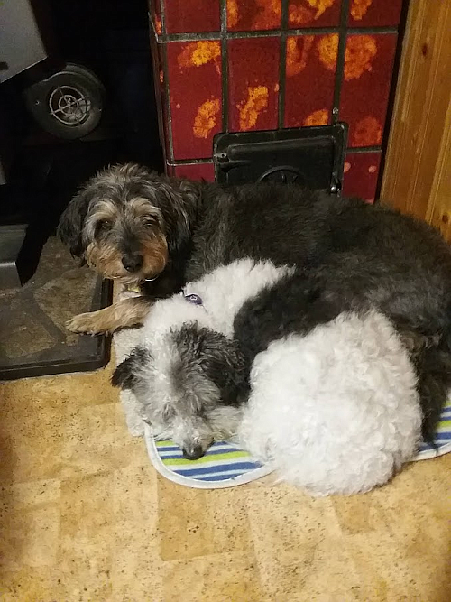 Cathy Reich and Jim Goss' dogs Bailey and Sammy snuggle up near the fireplace in their home in Superior. During the winter months it recommended that you bring pets indoors to protect them from the elements. (Photo courtesy of Cathy Reich)