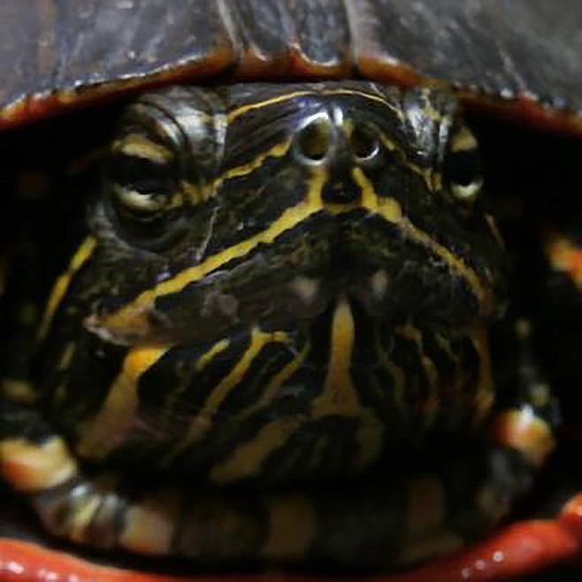 Local wildlife foundations partner to provide better care for raptors