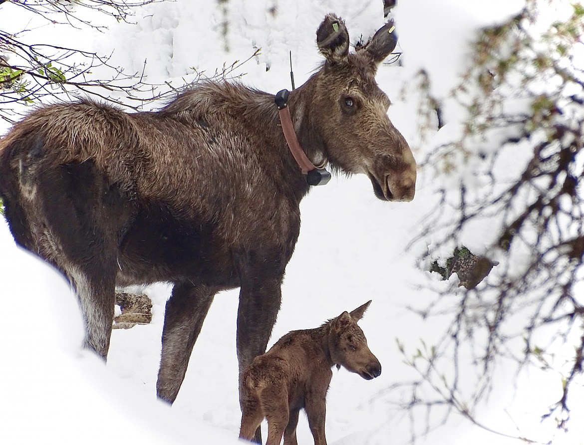 Eric Van Beek/Idaho Fish and Game
Cow moose with tracking collar and calf.