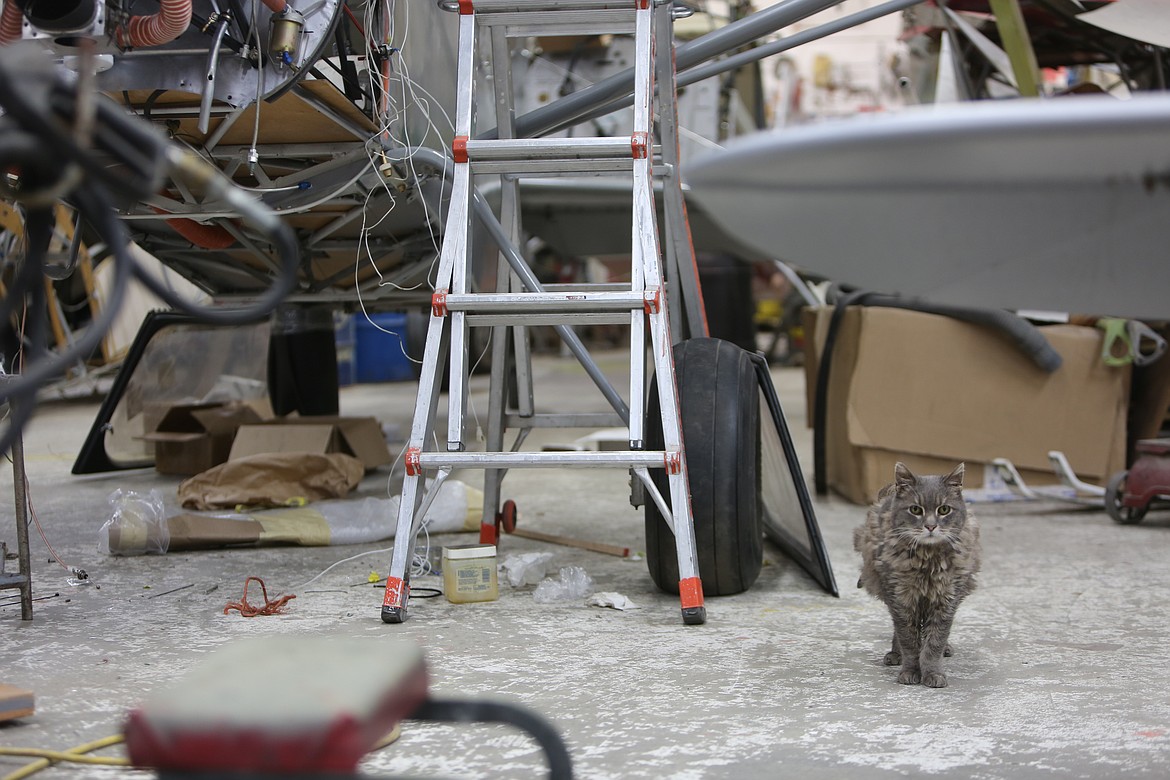 Scout is an older hangar cat, but still effective at his job of keeping the mice out of Rainbow Flying Service, an airplane repair shop in Moses Lake.