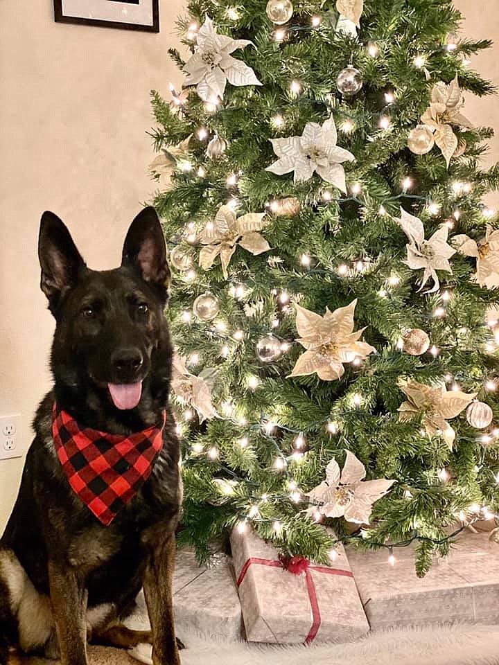 Grant County Sheriff's Office K9 Zedd poses in front of a Christmas tree in a photo posted Tuesday on the Columbia Basin K9s' social media page.